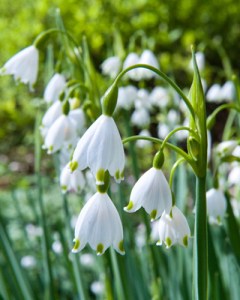 Leucojum aestivum.jpg